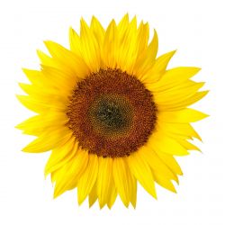 Sonnenblume - Liebe, Wärme und Lebensfreude (Juli bis Oktober)
