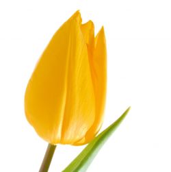 Tulpe - Liebe und Faszination (März bis Mai)