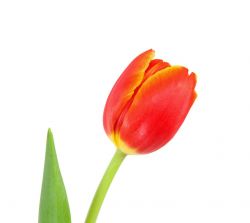 Tulpe - Liebe und Faszination (März bis Mai)